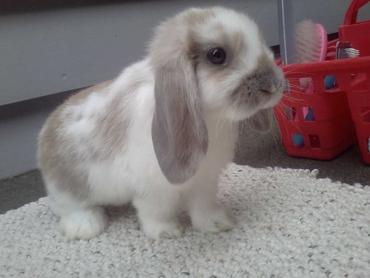 holland lop size